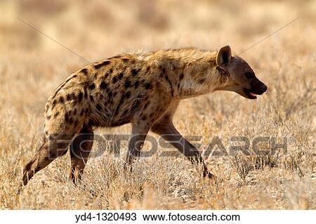 Spotted hyaena Crocuta crocuta, Kgalagadi Transfrontier Park, Kalahari desert, South Africa View Large Photo Image Stock Image - Spotted hyaena Crocuta crocuta, Kgalagadi Transfrontier Park, Kalahari desert, South Africa. Fotosearch