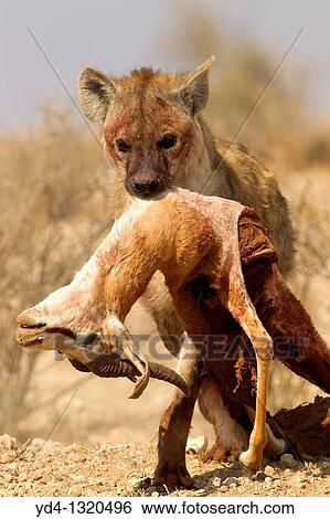 Spotted hyaena Crocuta crocuta, carrying a body springbok Antidorcas marsupialis, Kgalagadi Transfrontier Park, Kalahari desert, South Africa View Large Photo Image Stock Photograph - Spotted hyaena Crocuta crocuta, carrying a body springbok Antidorcas marsupialis, Kgalagadi Transfrontier Park, Kalahari desert, South Africa. Fotosearch