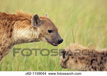 Spotted hyena (Crocuta crocuta) female with pup, Maasai Mara National Reserve, Kenya View Large Photo Image Picture - Spotted hyena (Crocuta crocuta) female with pup, Maasai Mara National Reserve, Kenya. Fotosearch