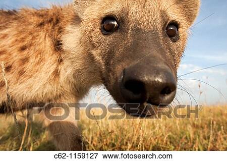 Stock Photo - Spotted hyena (Crocuta crocuta) peering with curiosity, Maasai Mara National Reserve, Kenya. Fotosearch