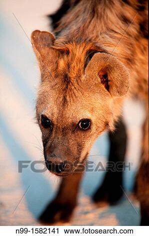 Spotted Hyena Crocuta crocuta, standing in morning light and looking into the camera, Etosha National Park, Namibia View Large Photo Image Stock Image - Spotted Hyena Crocuta crocuta, standing in morning light and looking into the camera, Etosha National Park, Namibia. Fotosearch
