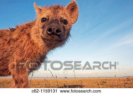 Spotted hyena (Crocuta crocuta) adolescent approaching with curiosity -wide angle perspective-, Maasai Mara National Reserve, Kenya View Large Photo Image Stock Image - Spotted hyena (Crocuta crocuta) adolescent approaching with curiosity -wide angle perspective-, Maasai Mara National Reserve, Kenya. Fotosearch