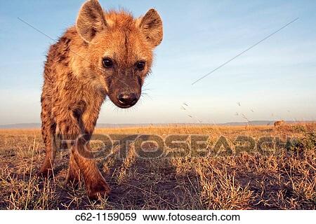 Spotted hyena (Crocuta crocuta) adolescent approaching cautiously -wide angle perspective-, Maasai Mara National Reserve, Kenya View Large Photo Image Stock Photo - Spotted hyena (Crocuta crocuta) adolescent approaching cautiously -wide angle perspective-, Maasai Mara National Reserve, Kenya. Fotosearch
