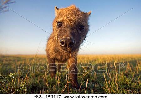 Spotted hyena (Crocuta crocuta) youngster approaching with curiosity -wide angle perspective-, Maasai Mara National Reserve, Kenya View Large Photo Image Stock Photo - Spotted hyena (Crocuta crocuta) youngster approaching with curiosity -wide angle perspective-, Maasai Mara National Reserve, Kenya. Fotosearch