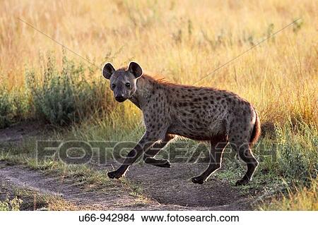 Spotted Hyena, Ishasha, Uganda View Large Photo Image Picture - Spotted Hyena, Ishasha, Uganda. Fotosearch