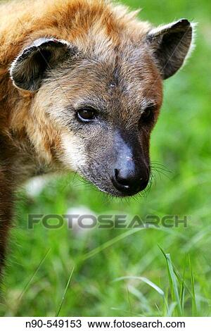 Spotted Hyena View Large Photo Image Stock Image - Spotted Hyena. Fotosearch