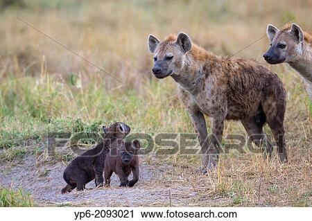 Spotted Hyenas (Crocuta crocuta) with cubs at den, Masai Mara, Kenya. View Large Photo Image Stock Image - Spotted Hyenas (Crocuta crocuta) with cubs at den, Masai Mara, Kenya.. Fotosearch