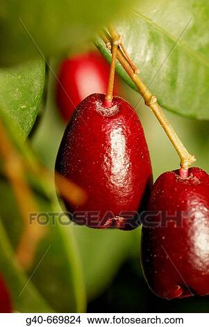 Spotted Laurel (Japanese Aucuba). View Large Photo Image Picture - Spotted Laurel (Japanese Aucuba).. Fotosearch