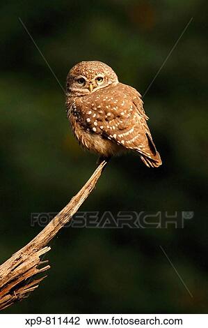 Spotted Owlet. Keoladeo Ghana National Park, Rajasthan, India View Large Photo Image Stock Image - Spotted Owlet. Keoladeo Ghana National Park, Rajasthan, India. Fotosearch
