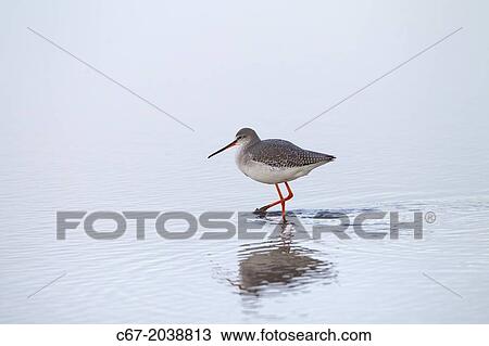 Stock Image - Spotted Redshank Tringa erythropus feeding. Fotosearch