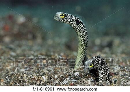 Stock Image - Spotted_garden eel (Heteroconger hassi). Lembeh Strait, Celebes Sea, North Sulawesi, Indonesia.. Fotosearch