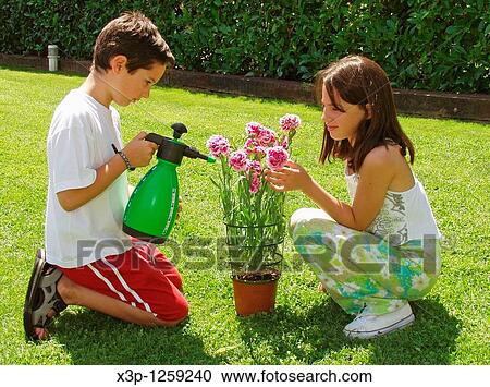 Spraying carnations Dianthus View Large Photo Image Stock Image - Spraying carnations Dianthus. Fotosearch