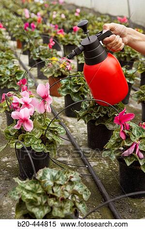 Spraying flowers in greenhouse View Large Photo Image Stock Photography - Spraying flowers in greenhouse. Fotosearch