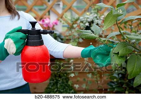 Spraying lemon tree in garden centre. Gabiria, Gipuzkoa, Euskadi, Spain View Large Photo Image Stock Photography - Spraying lemon tree in garden centre. Gabiria, Gipuzkoa, Euskadi, Spain. Fotosearch