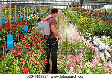 Spraying phytosanitary treatment, Gerbera Daisy (Gerbera jamesonii), greenhouse gardening, Astigarraga, Gipuzkoa, Euskadi, Spain View Large Photo Image Picture - Spraying phytosanitary treatment, Gerbera Daisy (Gerbera jamesonii), greenhouse gardening, Astigarraga, Gipuzkoa, Euskadi, Spain. Fotosearch