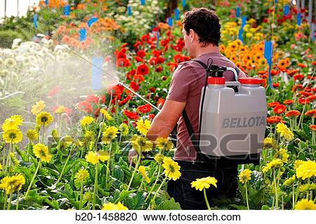 Spraying phytosanitary treatment, Gerbera Daisy (Gerbera jamesonii), greenhouse gardening, Astigarraga, Gipuzkoa, Euskadi, Spain View Large Photo Image Stock Image - Spraying phytosanitary treatment, Gerbera Daisy (Gerbera jamesonii), greenhouse gardening, Astigarraga, Gipuzkoa, Euskadi, Spain. Fotosearch