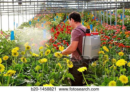 Spraying phytosanitary treatment, Gerbera Daisy (Gerbera jamesonii), greenhouse gardening, Astigarraga, Gipuzkoa, Euskadi, Spain View Large Photo Image Stock Image - Spraying phytosanitary treatment, Gerbera Daisy (Gerbera jamesonii), greenhouse gardening, Astigarraga, Gipuzkoa, Euskadi, Spain. Fotosearch