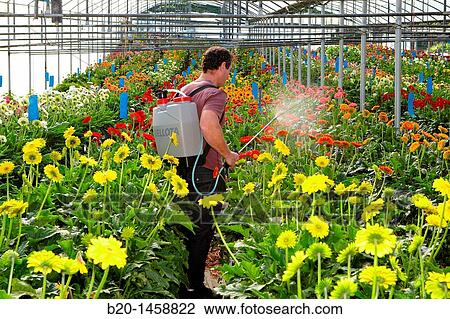 Spraying phytosanitary treatment, Gerbera Daisy (Gerbera jamesonii), greenhouse gardening, Astigarraga, Gipuzkoa, Euskadi, Spain View Large Photo Image Stock Image - Spraying phytosanitary treatment, Gerbera Daisy (Gerbera jamesonii), greenhouse gardening, Astigarraga, Gipuzkoa, Euskadi, Spain. Fotosearch