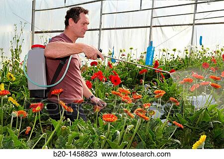 Spraying phytosanitary treatment, Gerbera Daisy (Gerbera jamesonii), greenhouse gardening, Astigarraga, Gipuzkoa, Euskadi, Spain View Large Photo Image Stock Image - Spraying phytosanitary treatment, Gerbera Daisy (Gerbera jamesonii), greenhouse gardening, Astigarraga, Gipuzkoa, Euskadi, Spain. Fotosearch