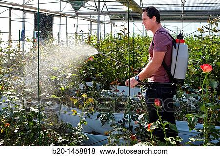 Spraying phytosanitary treatment, roses, greenhouse gardening, Astigarraga, Gipuzkoa, Euskadi, Spain View Large Photo Image Stock Photo - Spraying phytosanitary treatment, roses, greenhouse gardening, Astigarraga, Gipuzkoa, Euskadi, Spain. Fotosearch