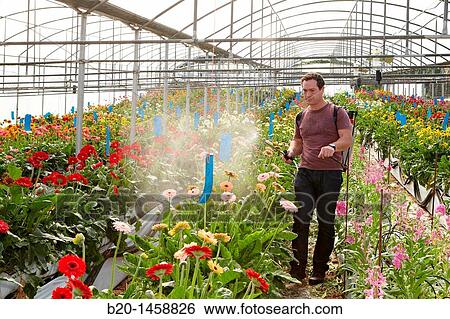 Spraying phytosanitary treatment, Gerbera Daisy (Gerbera jamesonii), greenhouse gardening, Astigarraga, Gipuzkoa, Euskadi, Spain View Large Photo Image Stock Photograph - Spraying phytosanitary treatment, Gerbera Daisy (Gerbera jamesonii), greenhouse gardening, Astigarraga, Gipuzkoa, Euskadi, Spain. Fotosearch
