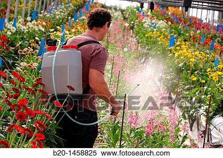 Stock Photography - Spraying phytosanitary treatment, Gerbera Daisy (Gerbera jamesonii), greenhouse gardening, Astigarraga, Gipuzkoa, Euskadi, Spain. Fotosearch