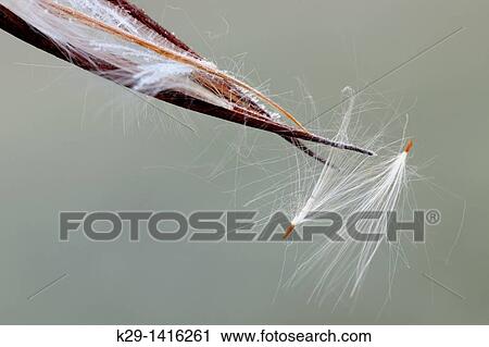 Stock Image - Spreading dogbane Apocynum androsaemifolium Bursting seedpod with frost Greater Sudbury Ontario. Fotosearch