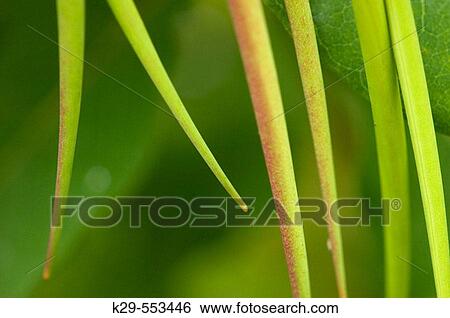 Spreading dogbane (Apocynun androsaemifolium). Developing seed pods. Lively, Ontario View Large Photo Image Stock Photograph - Spreading dogbane (Apocynun androsaemifolium). Developing seed pods. Lively, Ontario. Fotosearch