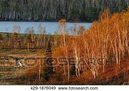Spring aspens and birches leafing out on a hillside at the edge of a wetland, Greater Sudbury Lively, Ontario, Canada View Large Photo Image Stock Photo - Spring aspens and birches leafing out on a hillside at the edge of a wetland, Greater Sudbury Lively, Ontario, Canada. Fotosearch