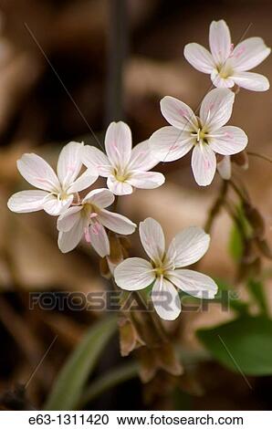 Spring beauty Claytonia virginica Mountain View, Ontario, Canada View Large Photo Image Stock Image - Spring beauty Claytonia virginica Mountain View, Ontario, Canada. Fotosearch