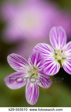 Spring beauty (Claytonia virginica). Early spring woodland floor bloom. Flowers with insect guides. Manitoulin Island, Ontario View Large Photo Image Stock Image - Spring beauty (Claytonia virginica). Early spring woodland floor bloom. Flowers with insect guides. Manitoulin Island, Ontario. Fotosearch