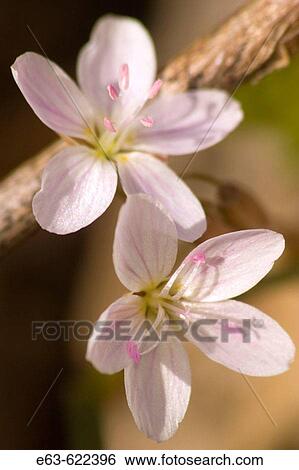 Spring beauty (Claytonia virginica). Bloomfield, Ontario, Canada View Large Photo Image Stock Photograph - Spring beauty (Claytonia virginica). Bloomfield, Ontario, Canada. Fotosearch