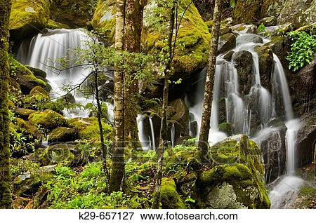 Spring cascade tributary of Middle Prong of the Little River. Great Smoky Mountains National Park, Tennessee, Appalachian, USA View Large Photo Image Stock Photo - Spring cascade tributary of Middle Prong of the Little River. Great Smoky Mountains National Park, Tennessee, Appalachian, USA. Fotosearch