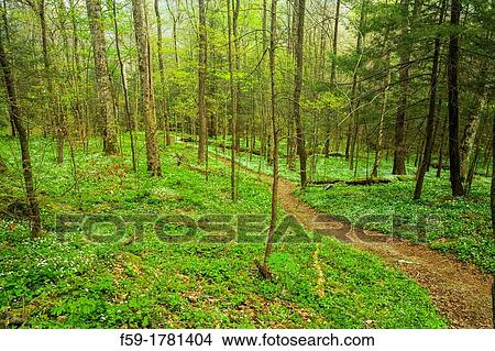 Spring, Chimneys Area, Great Smoky Mtns NP, TN View Large Photo Image Picture - Spring, Chimneys Area, Great Smoky Mtns NP, TN. Fotosearch