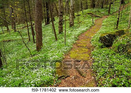 Stock Image - Spring, Chimneys Area, Great Smoky Mtns NP, TN. Fotosearch