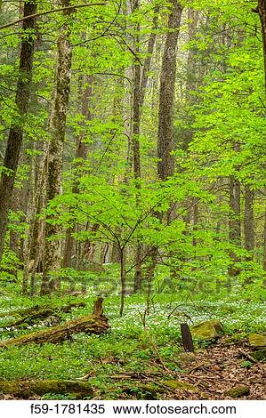 Spring, Chimneys Area, Great Smoky Mtns NP, TN View Large Photo Image Stock Photography - Spring, Chimneys Area, Great Smoky Mtns NP, TN. Fotosearch
