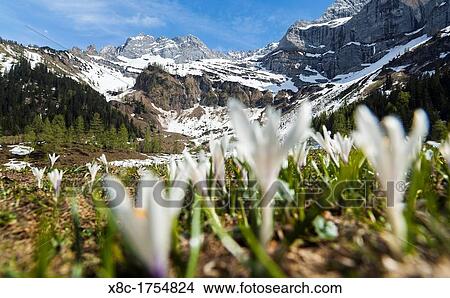 Spring Crocus Crocus vernus in the austrian alps in the Eng valley, Mt Lamssnspitze in the background View Large Photo Image Picture - Spring Crocus Crocus vernus in the austrian alps in the Eng valley, Mt Lamssnspitze in the background. Fotosearch