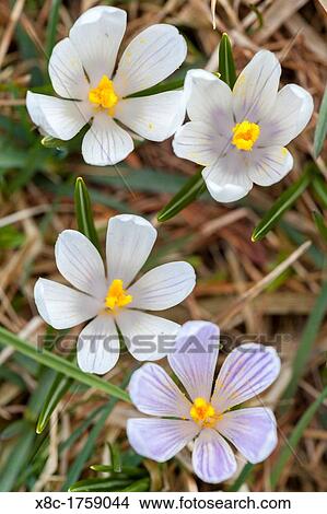 Spring Crocus Crocus vernus in the south tyrolian alps are the harbinger of spring in the mountains Meadow with blooming crocus near Moelten Europe, Central Europe, Italy, South Tyrol, april View Large Photo Image Picture - Spring Crocus Crocus vernus in the south tyrolian alps are the harbinger of spring in the mountains Meadow with blooming crocus near Moelten Europe, Central Europe, Italy, South Tyrol, april. Fotosearch