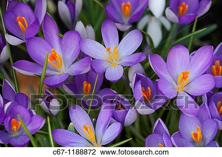 Spring Crocus Norfolk february View Large Photo Image Stock Image - Spring Crocus Norfolk february. Fotosearch