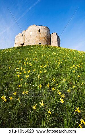 Spring Daffodils at Cliffords Towers York North Yorkshire Englan View Large Photo Image Stock Image - Spring Daffodils at Cliffords Towers York North Yorkshire Englan. Fotosearch