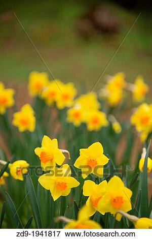 Spring daffodils in bloom. View Large Photo Image Stock Photo - Spring daffodils in bloom.. Fotosearch