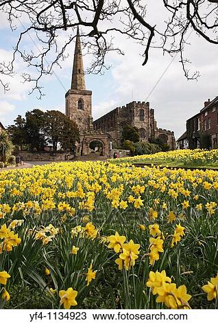 Spring Daffodils on the Village Green with the church in the background at Astbury, Cheshire England UK View Large Photo Image Stock Image - Spring Daffodils on the Village Green with the church in the background at Astbury, Cheshire England UK. Fotosearch
