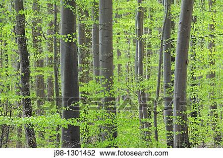 Spring deciduous forest with new foliage Bavaria, Germany, Europe View Large Photo Image Stock Image - Spring deciduous forest with new foliage Bavaria, Germany, Europe. Fotosearch