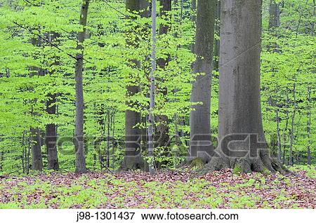 Spring deciduous forest with new foliage Bavaria, Germany, Europe View Large Photo Image Stock Photo - Spring deciduous forest with new foliage Bavaria, Germany, Europe. Fotosearch