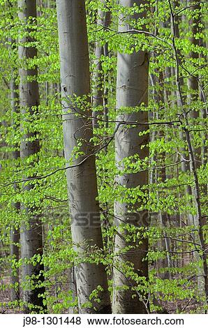 Spring deciduous forest with new foliage Bavaria, Germany, Europe View Large Photo Image Stock Photo - Spring deciduous forest with new foliage Bavaria, Germany, Europe. Fotosearch