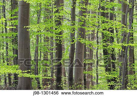 Spring deciduous forest with new foliage Bavaria, Germany, Europe View Large Photo Image Stock Photograph - Spring deciduous forest with new foliage Bavaria, Germany, Europe. Fotosearch