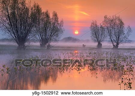 Spring floodwaters of Biebrza River, sunrise, Biebrza National Park, Poland, Europe View Large Photo Image Stock Image - Spring floodwaters of Biebrza River, sunrise, Biebrza National Park, Poland, Europe. Fotosearch