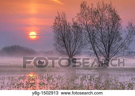 Spring floodwaters of Biebrza River, sunrise, Biebrza National Park, Poland, Europe View Large Photo Image Stock Image - Spring floodwaters of Biebrza River, sunrise, Biebrza National Park, Poland, Europe. Fotosearch