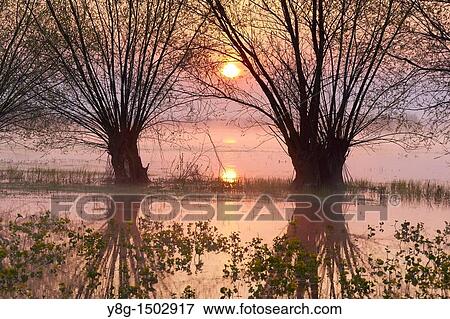Stock Photo - Spring floodwaters of Biebrza River, sunrise, Biebrza National Park, Poland, Europe. Fotosearch