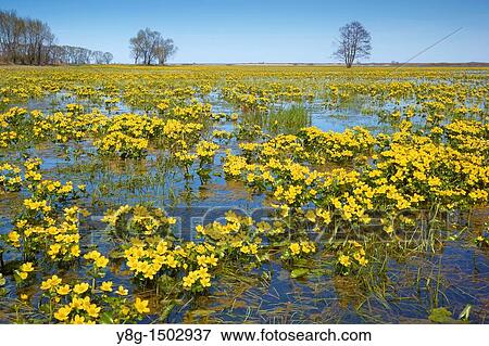 Stock Photo - Spring floodwaters of Biebrza River, Biebrza National Park, Poland, Europe. Fotosearch